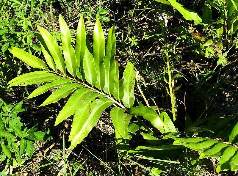 Photo de Tauʻolunga sans modification (CC BY 4.0)
