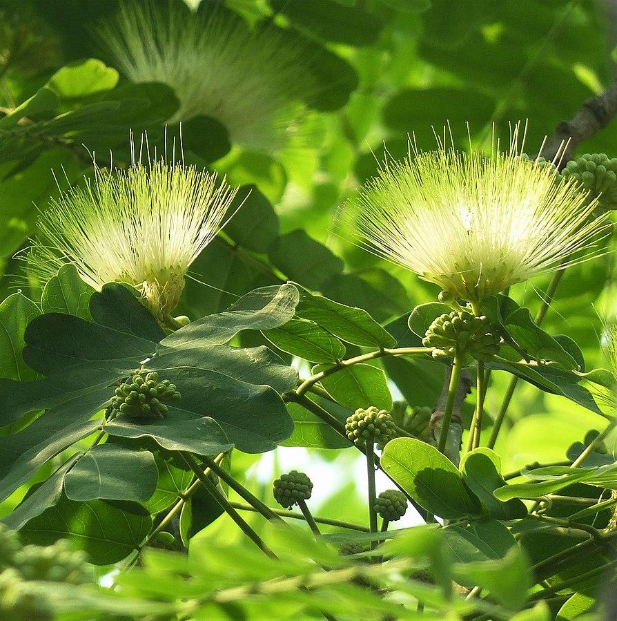 Photo de Debjit Mukherjee sans modification (CC BY 4.0)