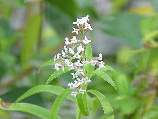 Photo de Sony Mavica sans modification (CC BY-SA 3.0)