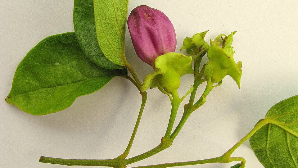 Amphilophium paniculatum : monographie extraction éthanolique
