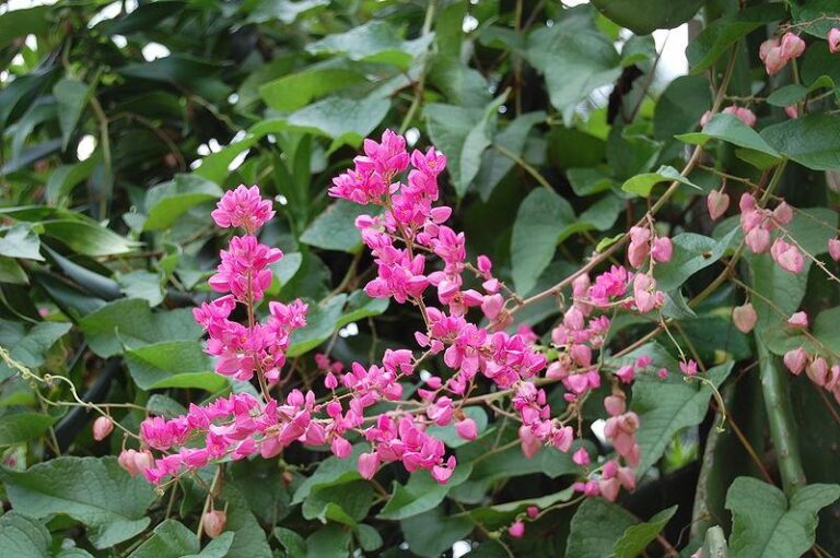 Photo de Meneerke Bloem sans modification (CC BY-SA 3.0)