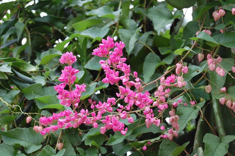 Photo de Meneerke Bloem sans modification (CC BY-SA 3.0)
