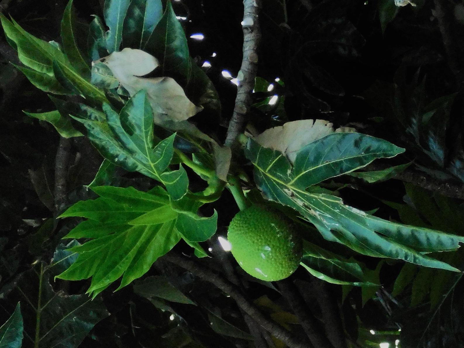 Photo de la Pharmacopée martiniquaise traditionnelle