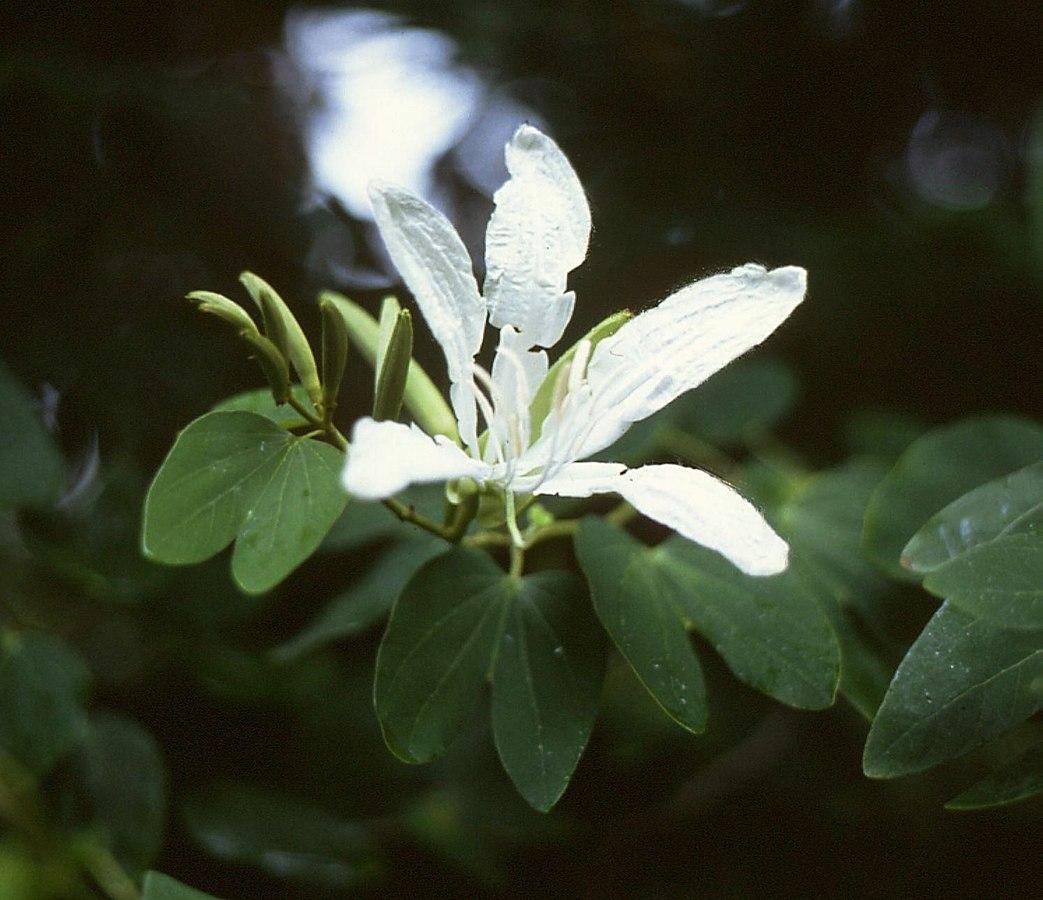 Photo by Franz Xaver without modification (CC BY 4.0)