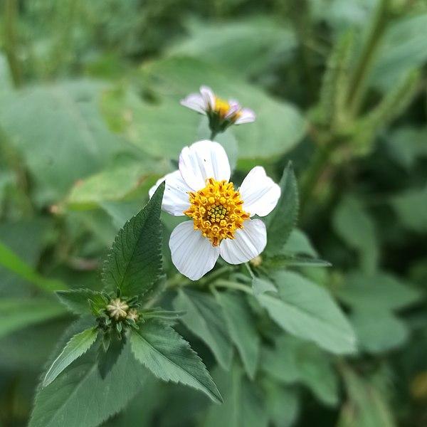 Photo de Bidens pilosa