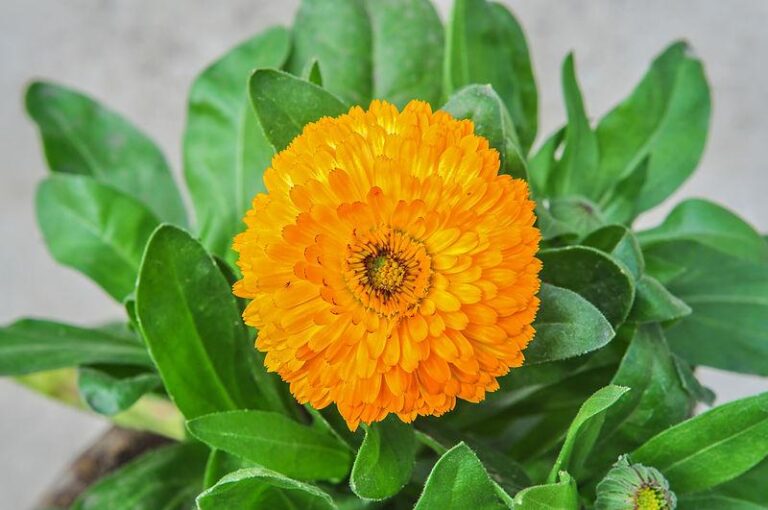 Photo de Joydeep sans modification (CC BY-SA 3.0)