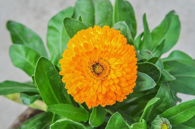 Photo de Joydeep sans modification (CC BY-SA 3.0)
