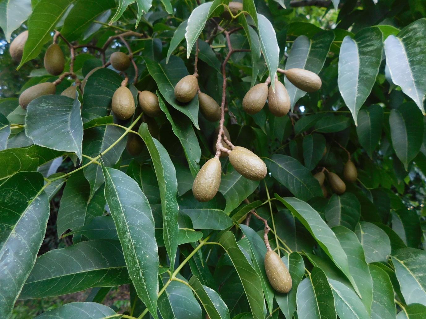 Photo de la Pharmacopée martiniquaise traditionnelle