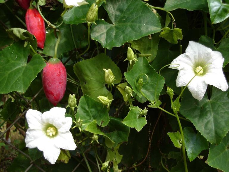 Photo de Tauʻolunga sans modification (CC BY-SA 3.0)