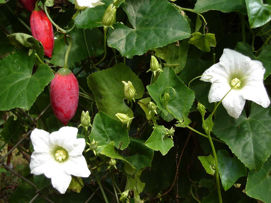 Photo de Tauʻolunga sans modification (CC BY-SA 3.0)