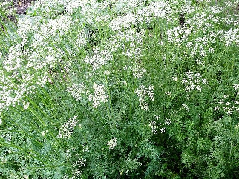 Photo de Herbolario Allium (www.alliumherbal.com) sans modification (CC BY-SA 4.0)