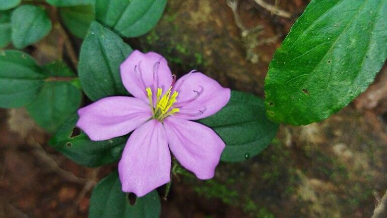 Photo de Nativeplants garden sans modification (CC BY 4.0)