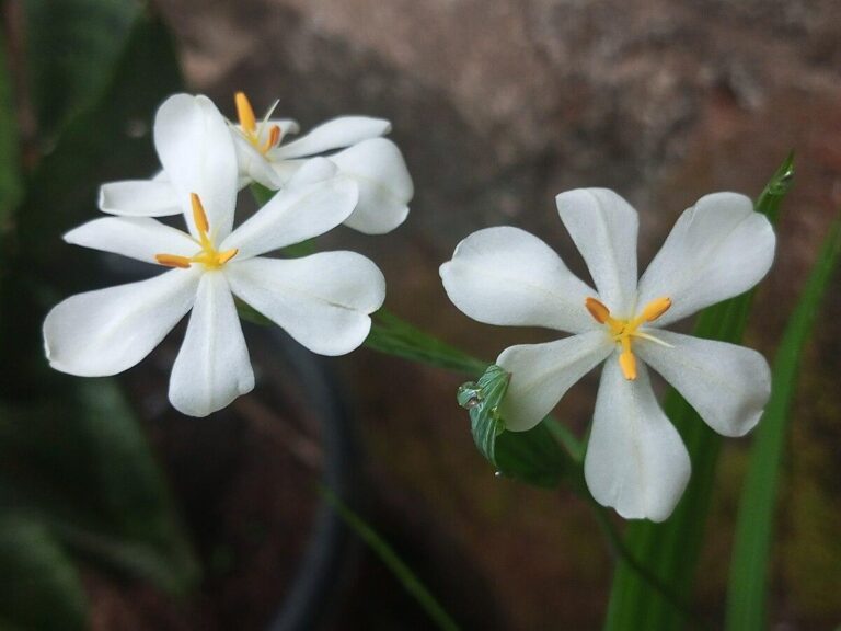 Photo de Nativeplants garden sans modification (CC BY 4.0)