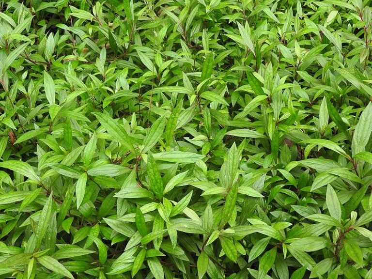 Photo de Yercaud-elango sans modification (CC BY 4.0)