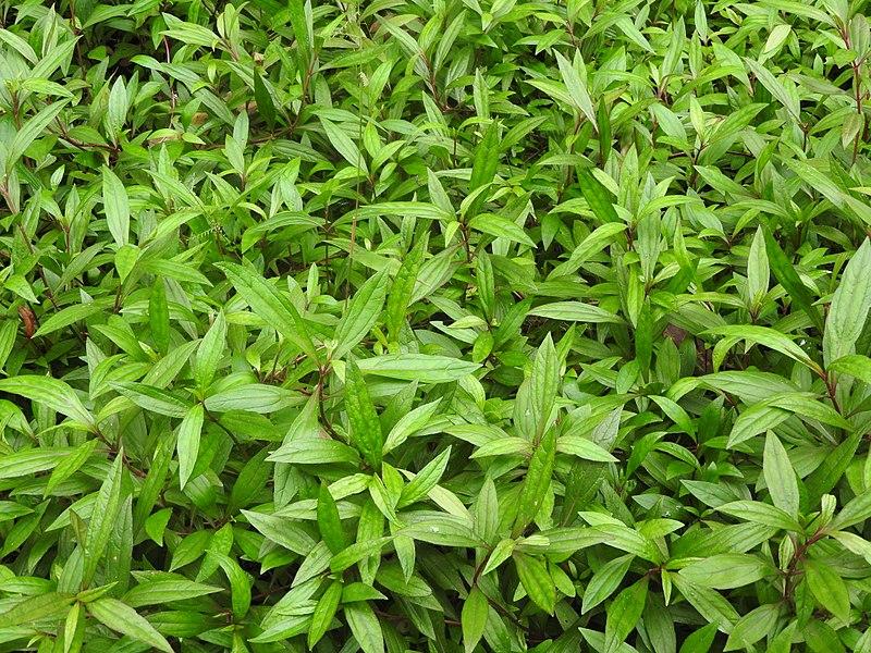 Photo de Yercaud-elango sans modification (CC BY 4.0)