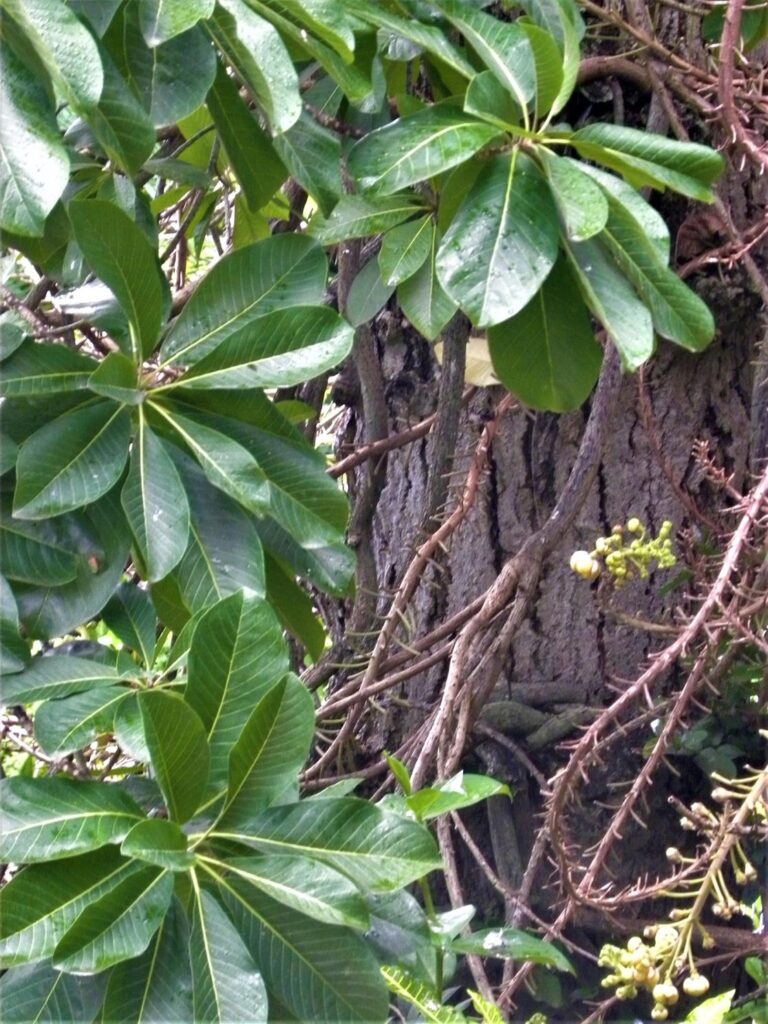 Photo de la Pharmacopée martiniquaise traditionnelle