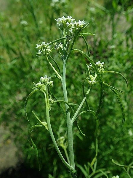 Photo de Salicyna sans modification (CC BY-SA 4.0)