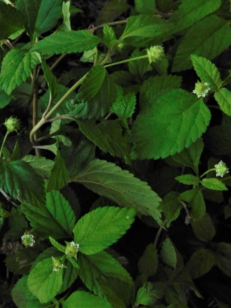 Photo de la Pharmacopée martiniquaise traditionnelle
