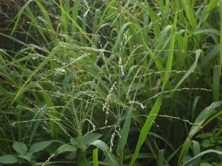 Photo de Tauʻolunga sans modification (CC BY 4.0)