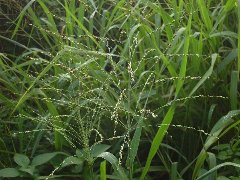 Photo de Tauʻolunga sans modification (CC BY 4.0)