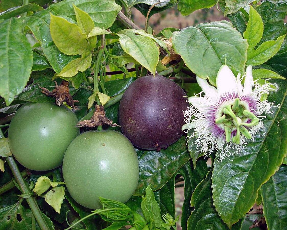 Photo de la Pharmacopée martiniquaise traditionnelle