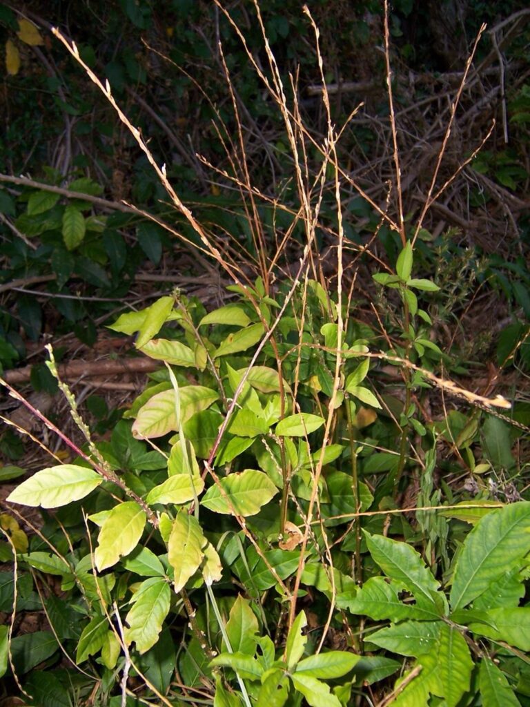 Photo de la Pharmacopée martiniquaise traditionnelle
