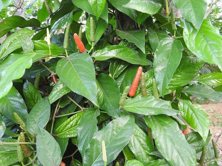Photo de Yercaud Elango sans modification (CC BY-SA 4.0)