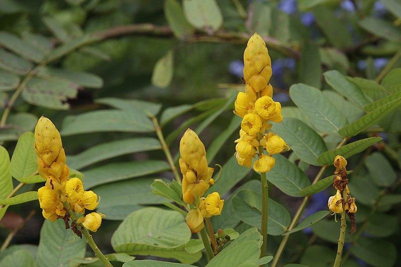 Photo de Senna alata