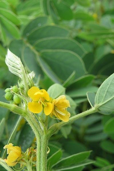 Photo de Senna obtusifolia