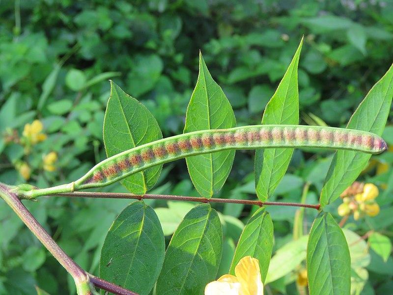 Photo de Senna occidentalis