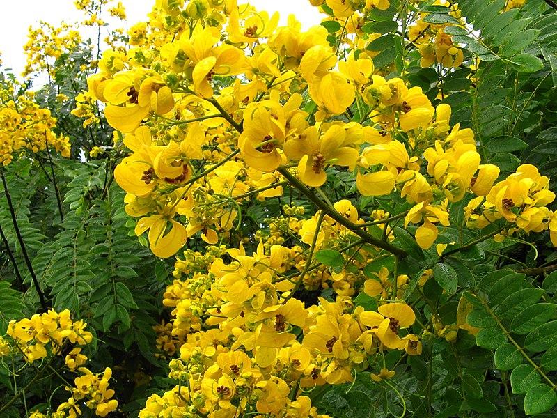 Photo de Senna spectabilis
