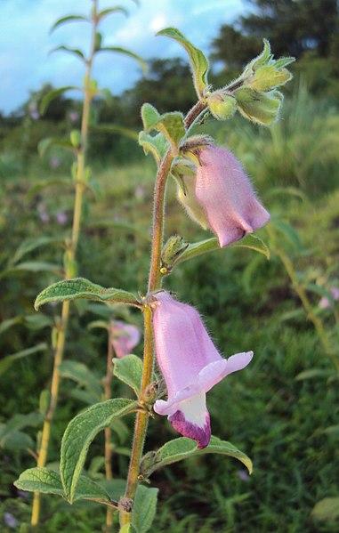 Photo de Sesamum indicum