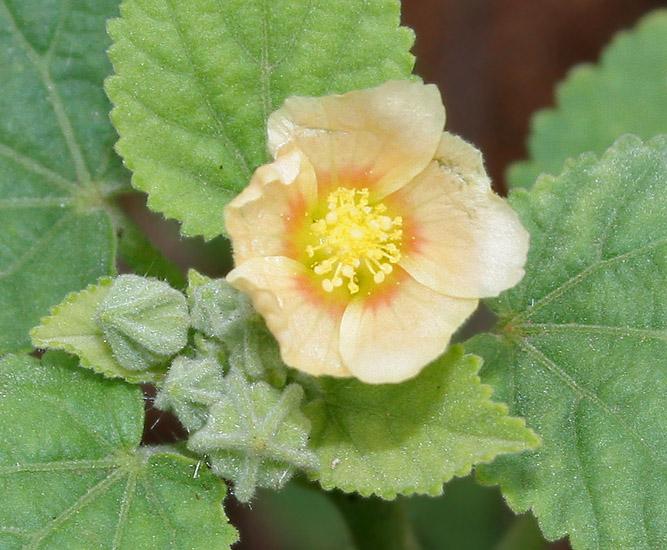 Photo de Sida cordifolia