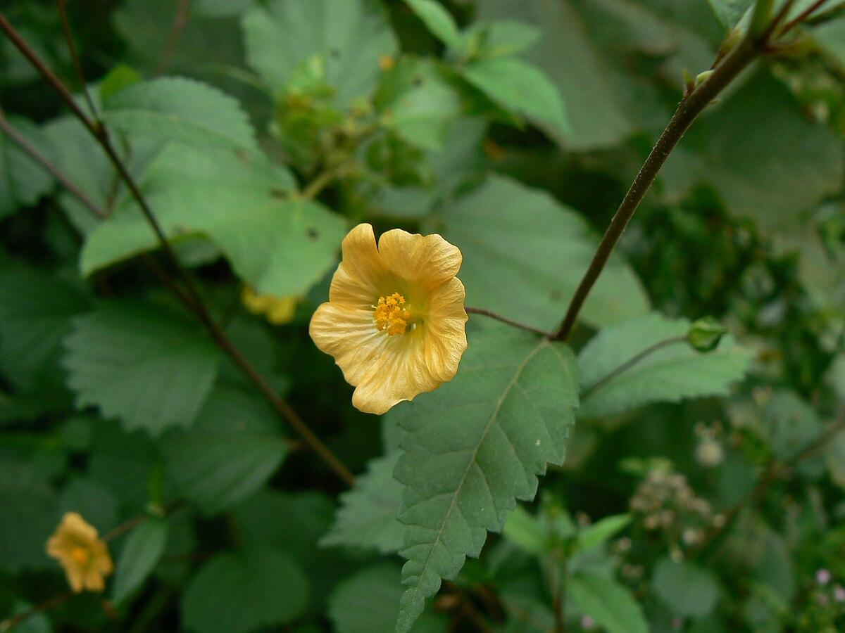 Photo de Sida rhombifolia