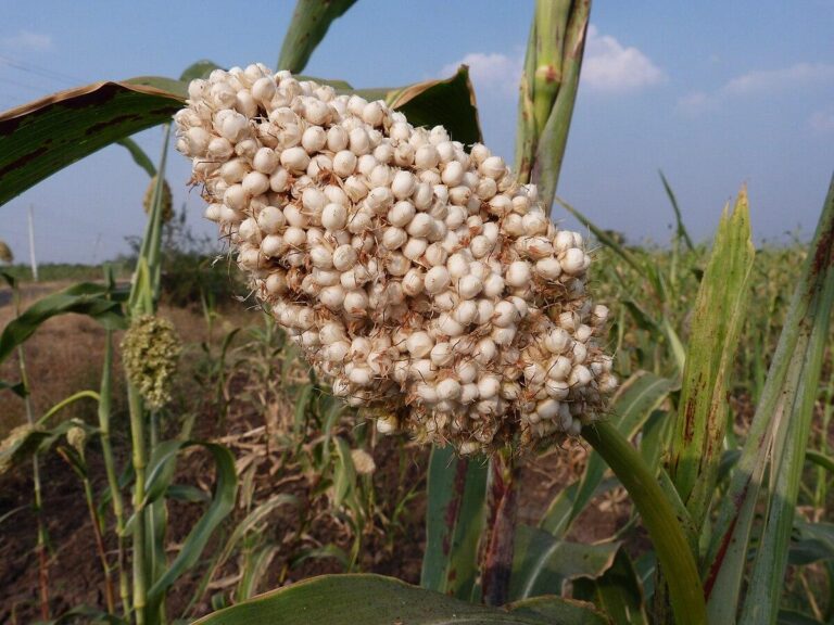 Photo de Laurant Bonnal, CIRAD sans modification (CC BY-SA 3.0)