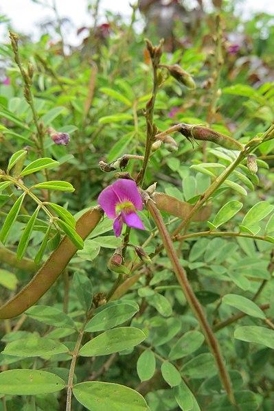 Photo de Tephrosia purpurea