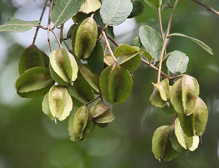 Photo de Terminalia arjuna