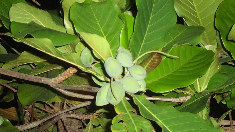 Photo de Terminalia catappa