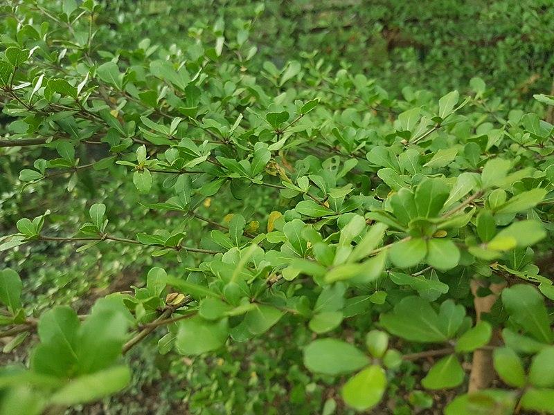 Photo de Terminalia mantaly