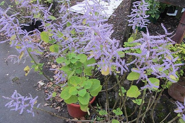 Photo de Tetradenia riparia
