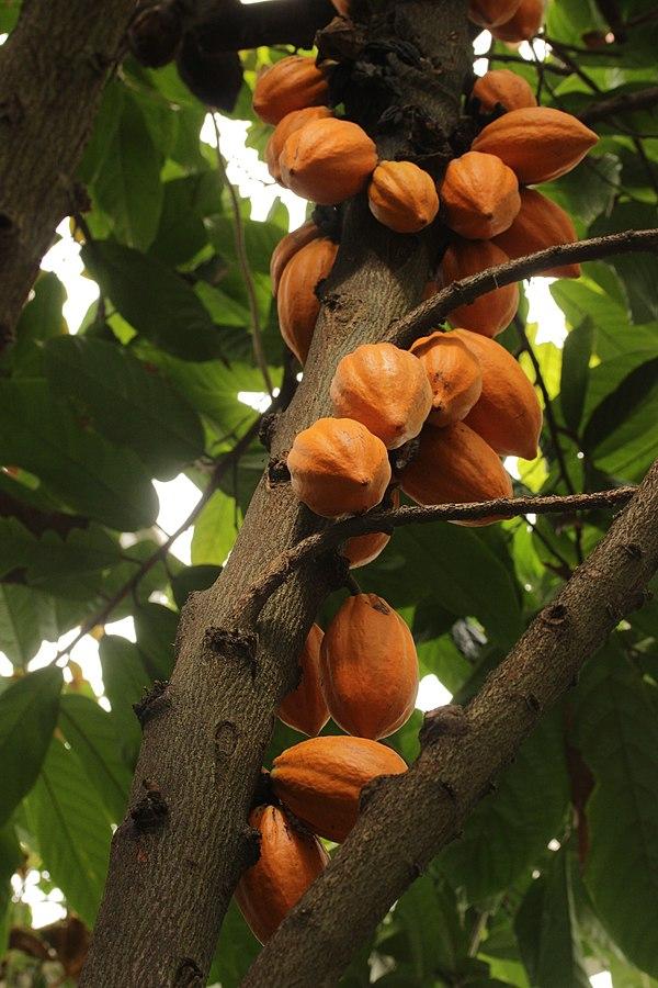 Photo de Theobroma cacao