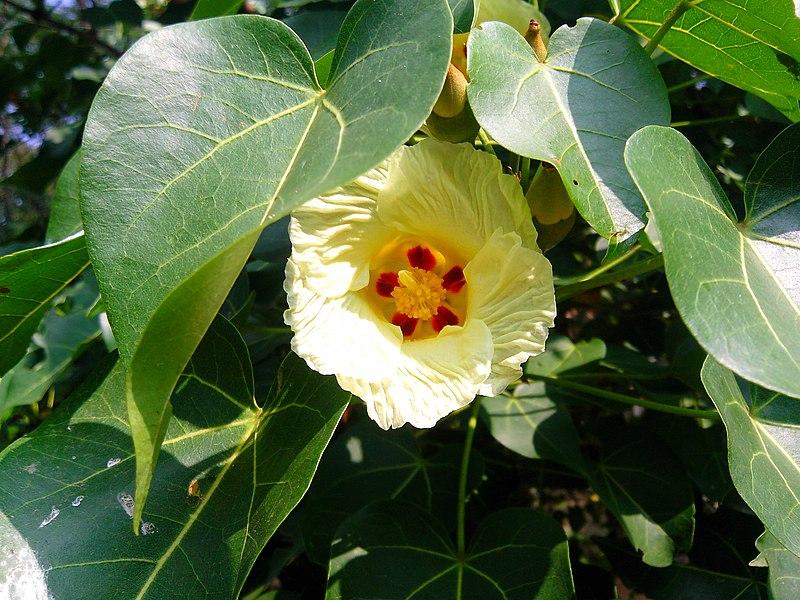 Photo de Thespesia populnea