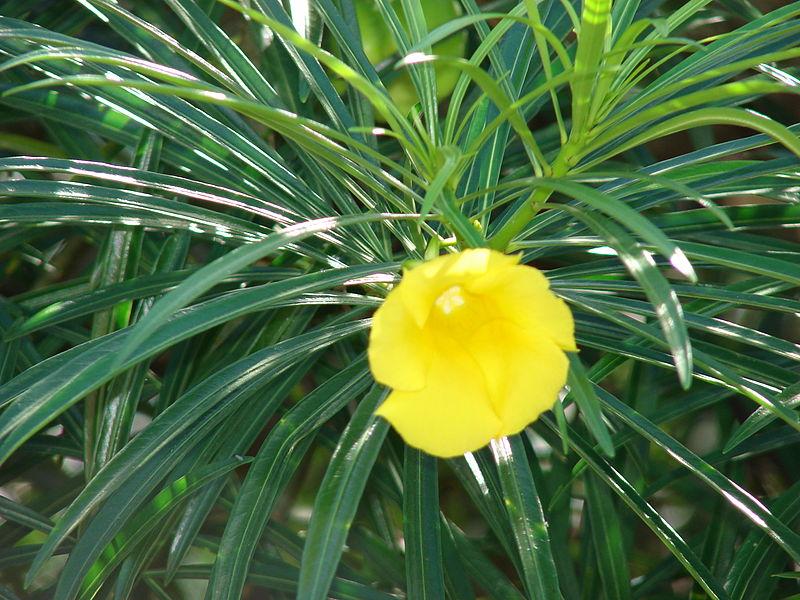 Photo de Thevetia peruviana