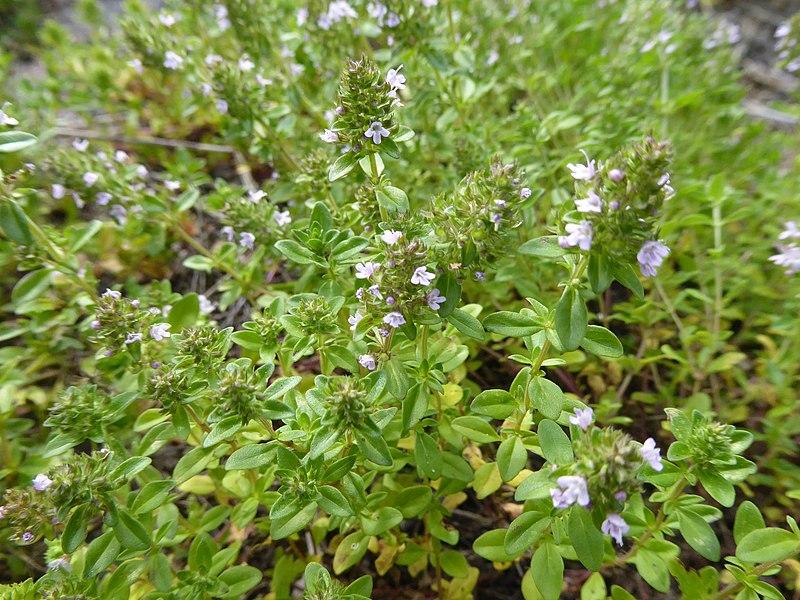 Photo de Thymus vulgaris