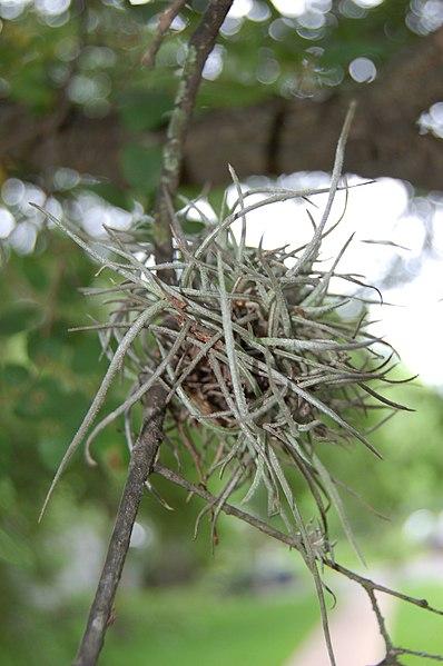 Photo de Tillandsia recurvata